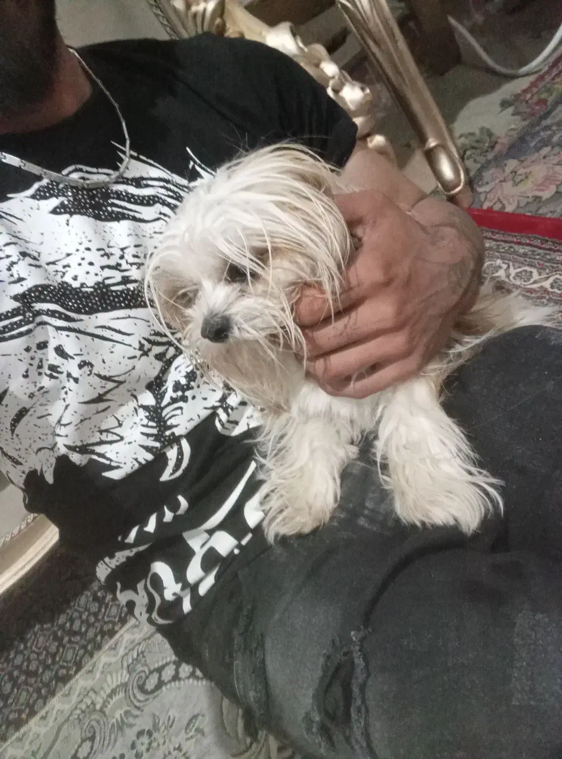 سگ شیتزو|سگ|آذرشهر, |دیوار