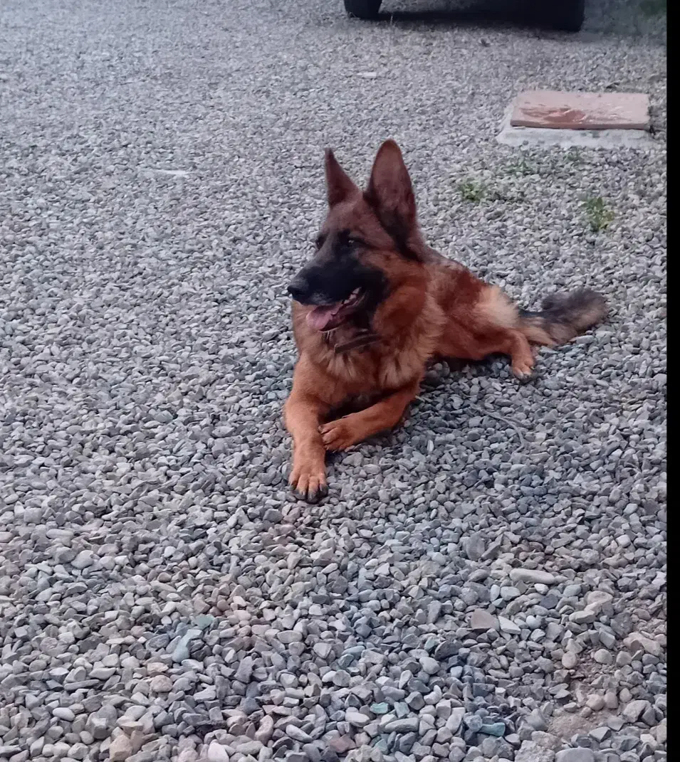 سگ ژرمن ماده دوساله قیمت پنج ملیون|سگ|هشتگرد, ایقربلاغ|دیوار