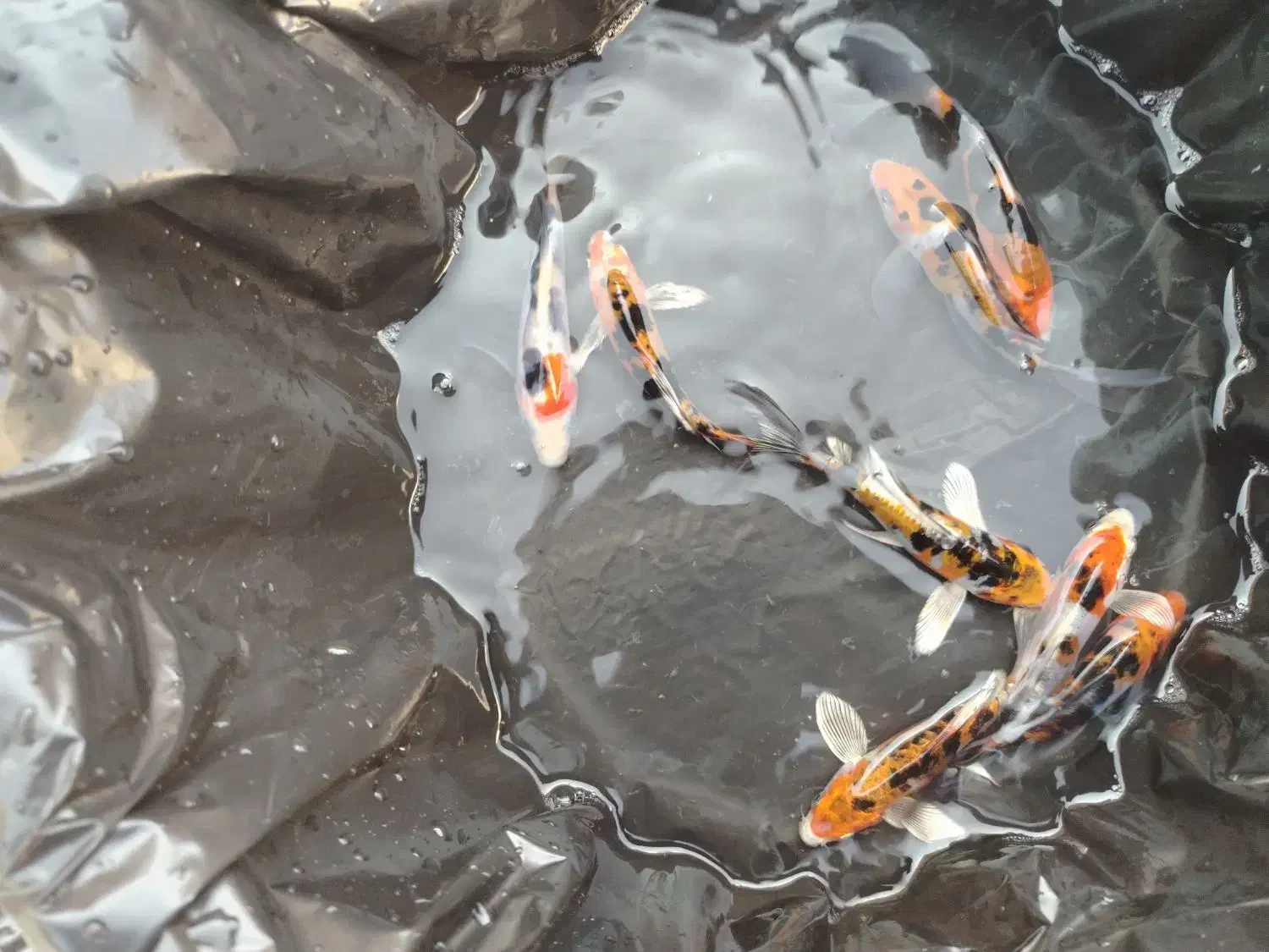 ماهی زینتی خاص|ماهی|لنجان, |دیوار