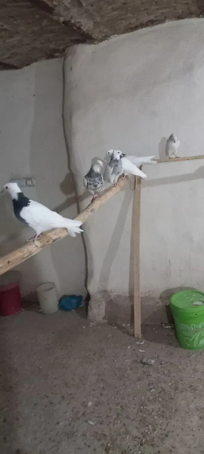 پرنده|پرنده|بهار, |دیوار