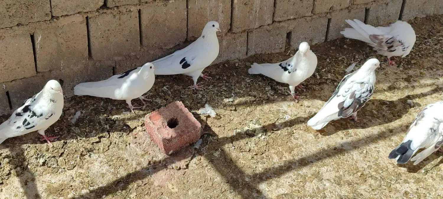 کبوتر پرشی|پرنده|بوکان, |دیوار