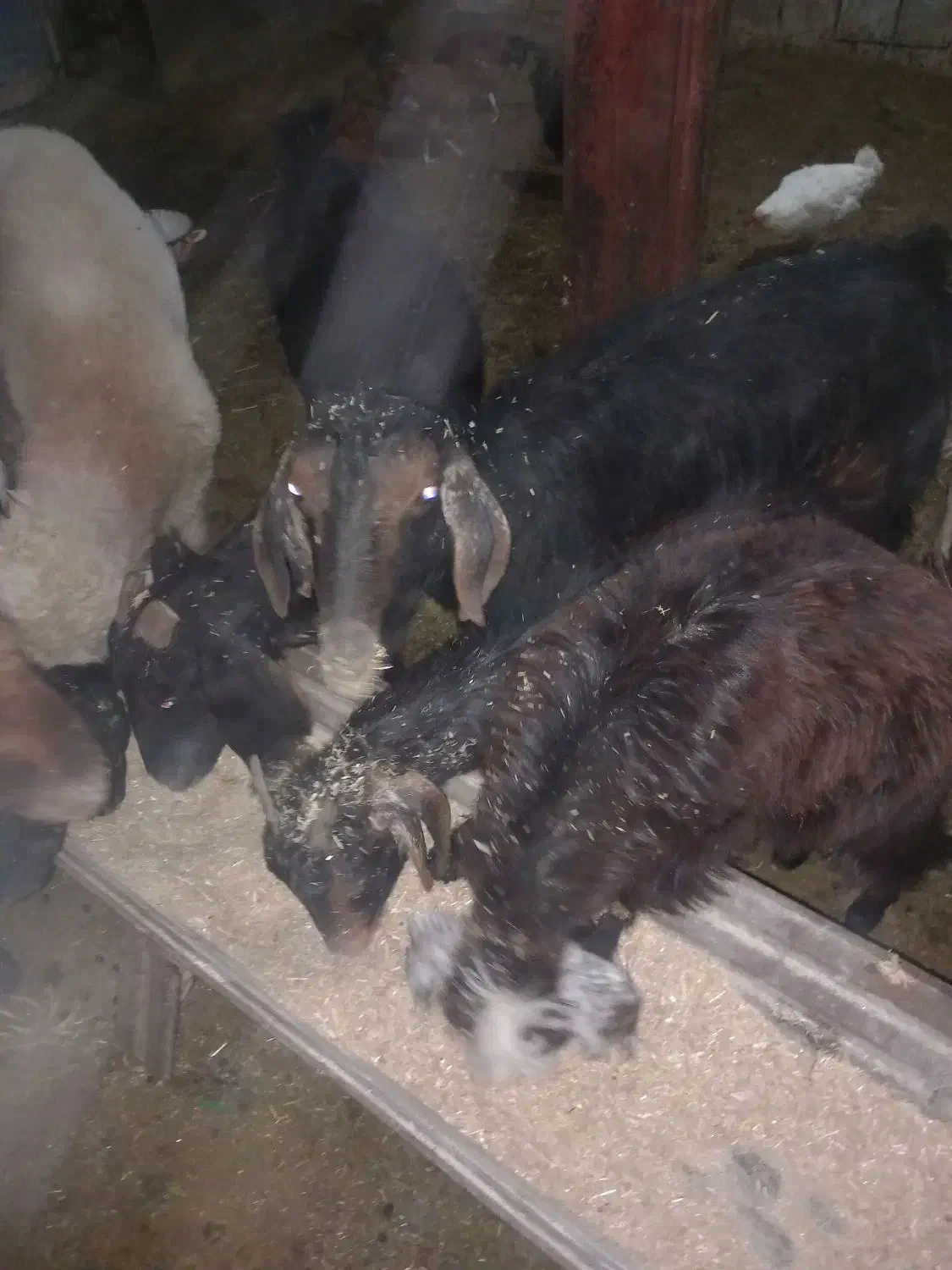 بزفروشی|حیوانات مزرعه|بجنورد, |دیوار