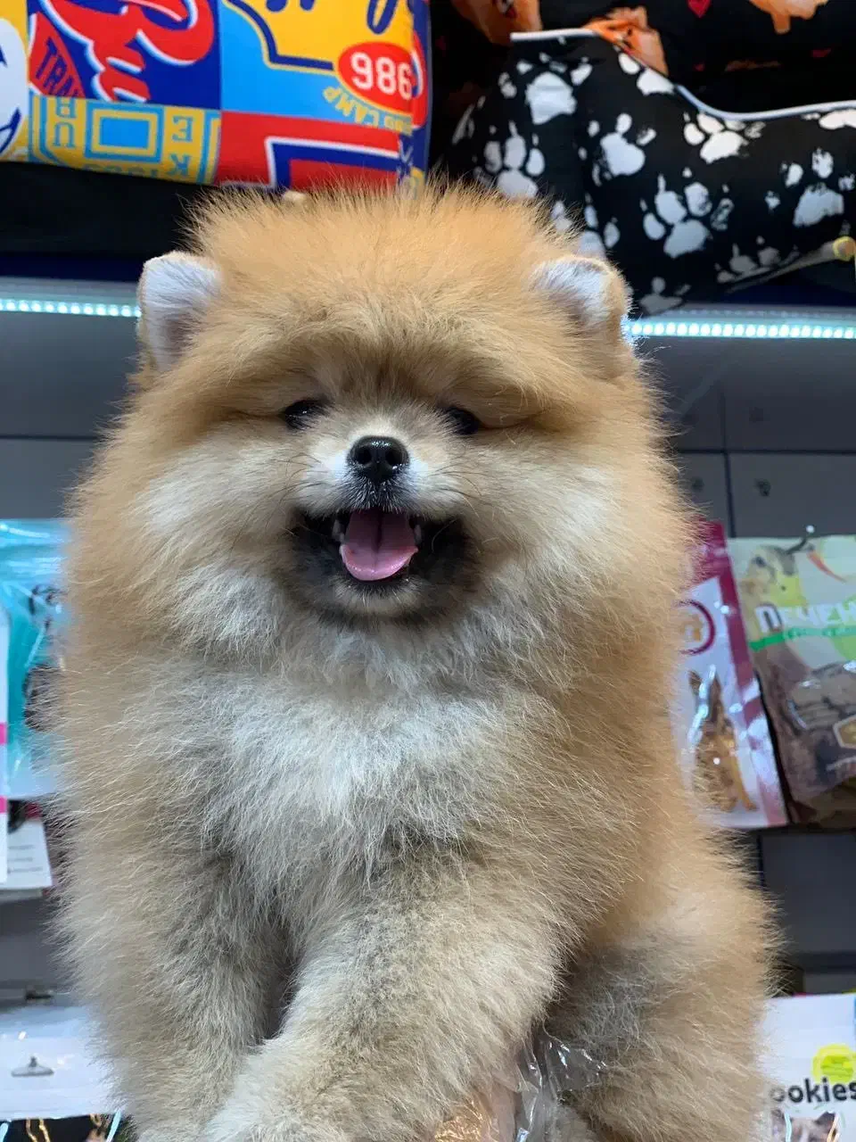 پامرین پرتغالی|سگ|رشت, لاکانی|دیوار