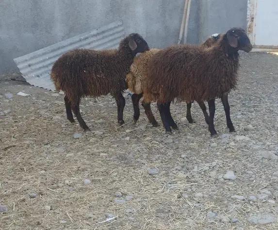 بره قوچ همو|حیوانات مزرعه|قوچان, |دیوار