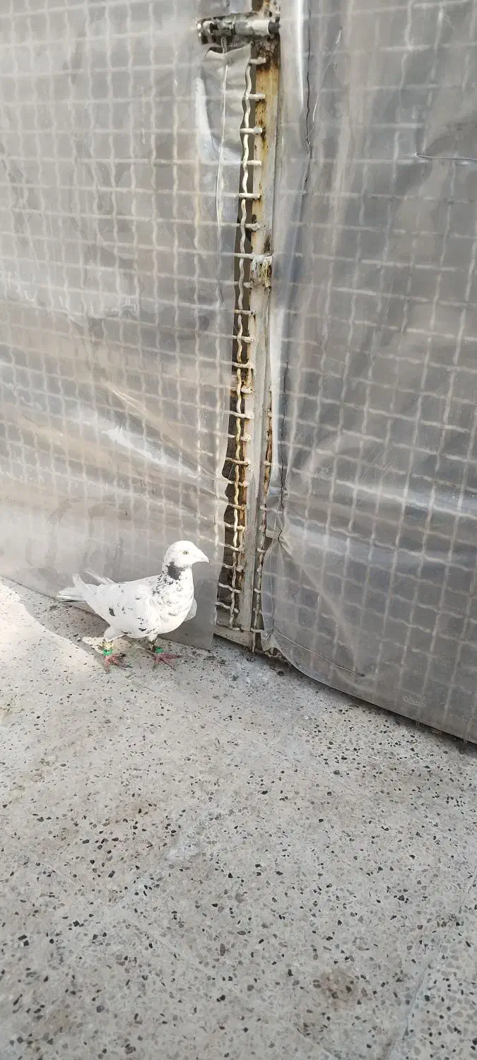 سار سرور|پرنده|مشهد, مشکینی (شهرک غرب)|دیوار