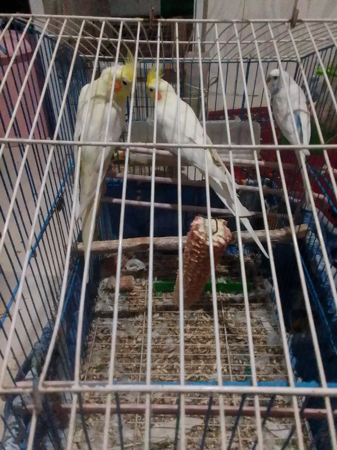 عروس هلندی  نروماده بایک مرغ عشق   همراه با قفس|پرنده|گرگان, |دیوار