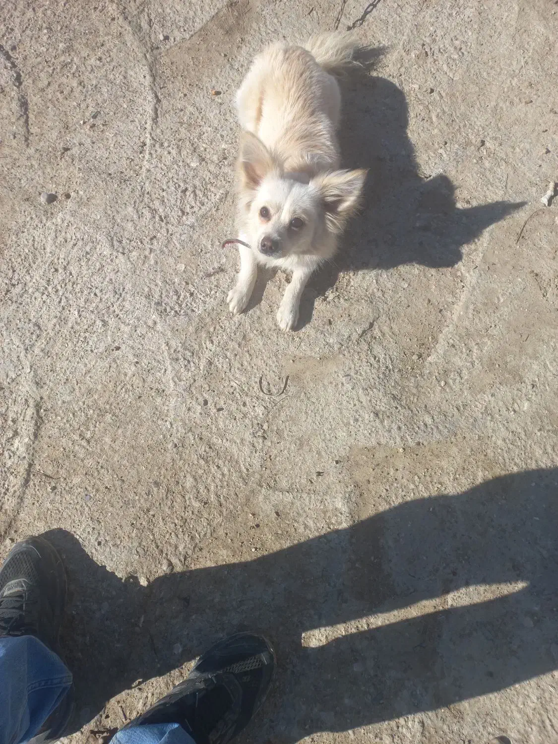 پاکوتا|سگ|گنبد کاووس, |دیوار