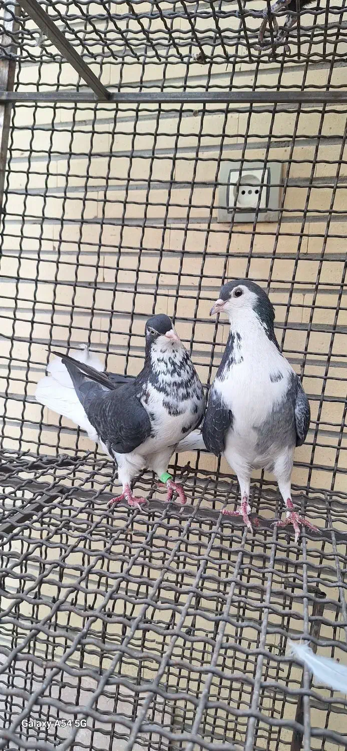 کبوتر دمگیر|پرنده|اصفهان, ستار|دیوار