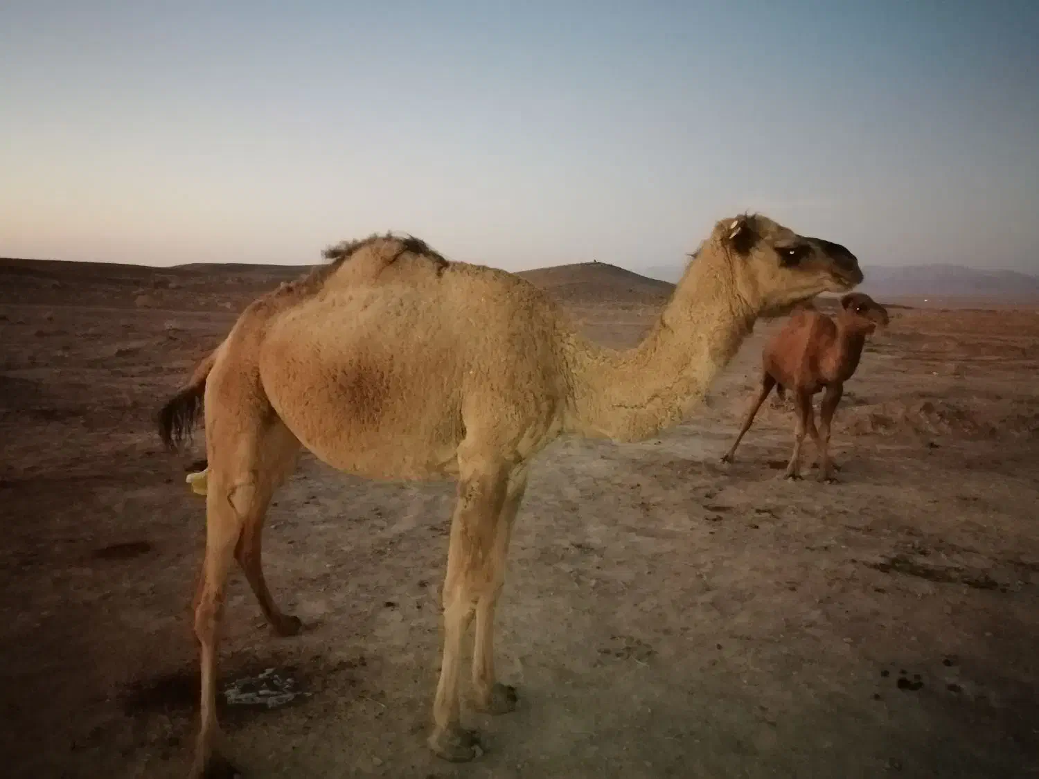 شتر فروشی|حیوانات مزرعه|سرایان, |دیوار