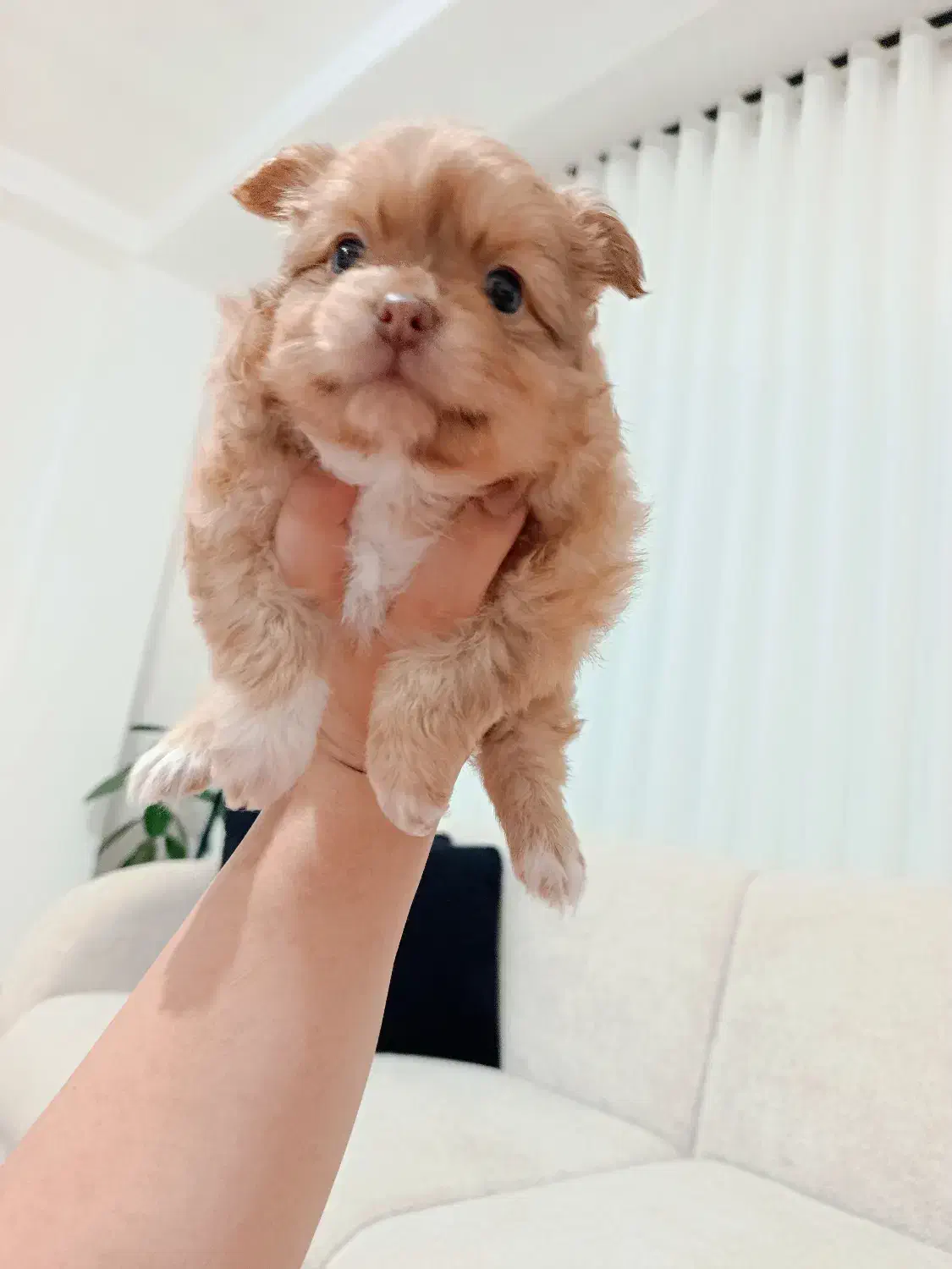 پامر خرسی اصیل|سگ|گنبد کاووس, |دیوار