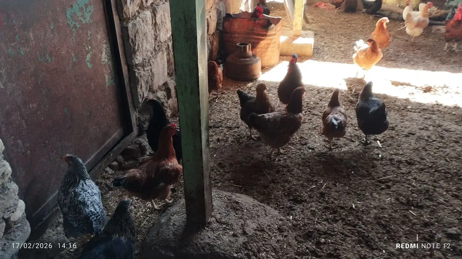 مرغ|حیوانات مزرعه|اندیمشک, |دیوار