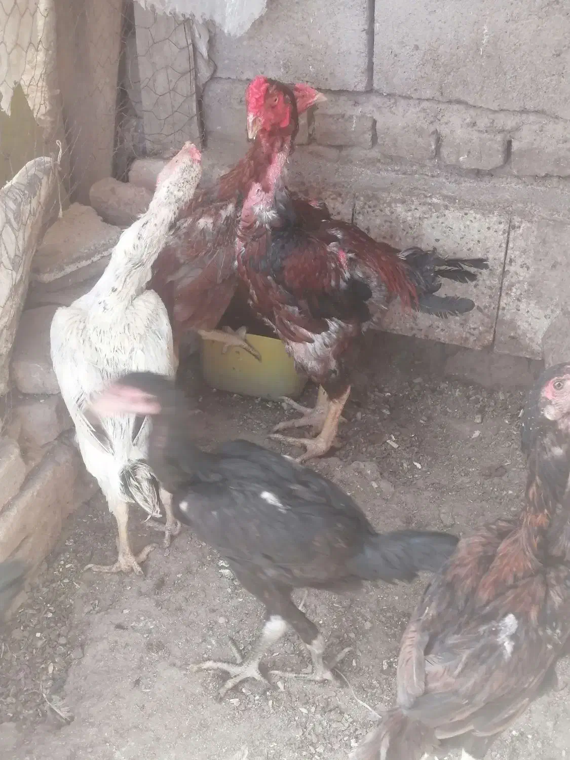 تخم مرغ لاری نطفه دار دونه 30000|حیوانات مزرعه|سبزوار, جهاد کشاورزی|دیوار