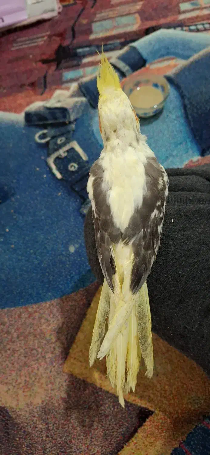 عروس هلندی پروانه|پرنده|تربت‌حیدریه, رضاشهر|دیوار