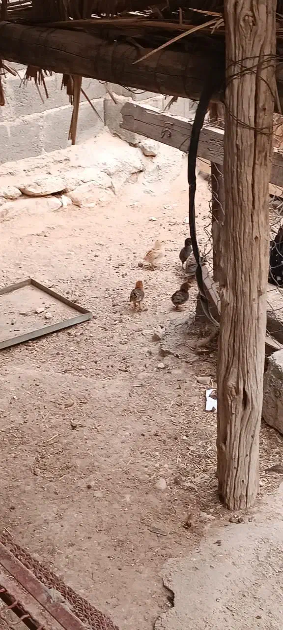 فروشی|حیوانات مزرعه|عسلویه, |دیوار