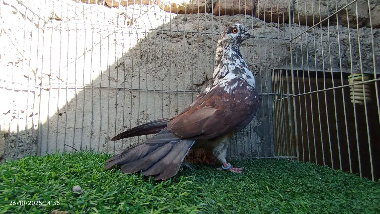 کفتر معامله یا معاوضه با کله ای|پرنده|بافت, |دیوار