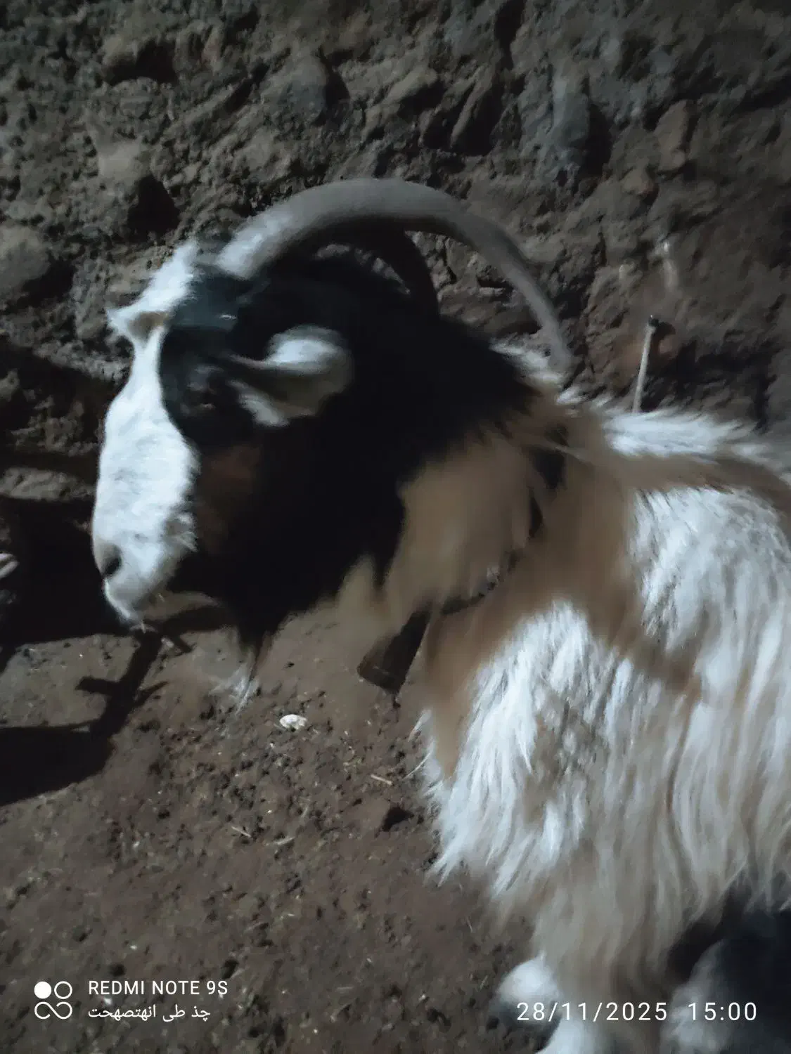 فروش بز زاییده|حیوانات مزرعه|خوانسار, |دیوار