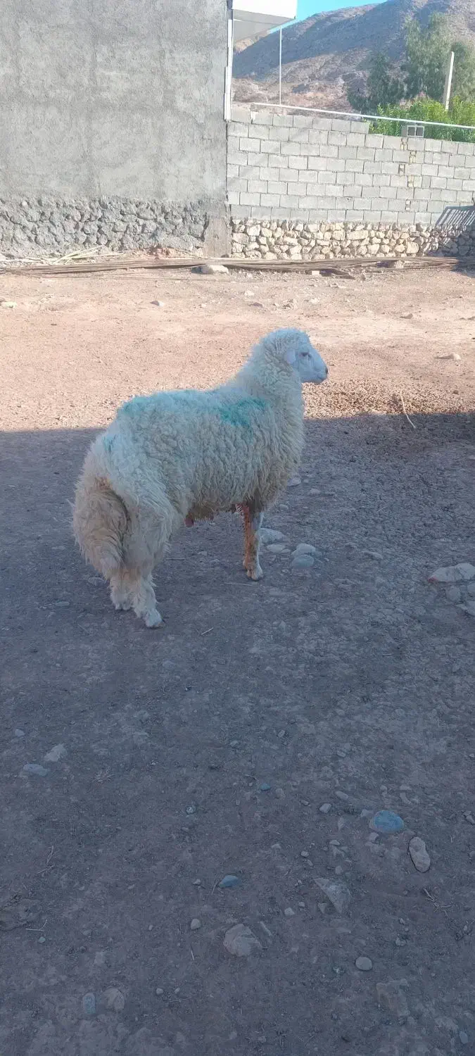 بره قوچ|حیوانات مزرعه|هندمینی, |دیوار