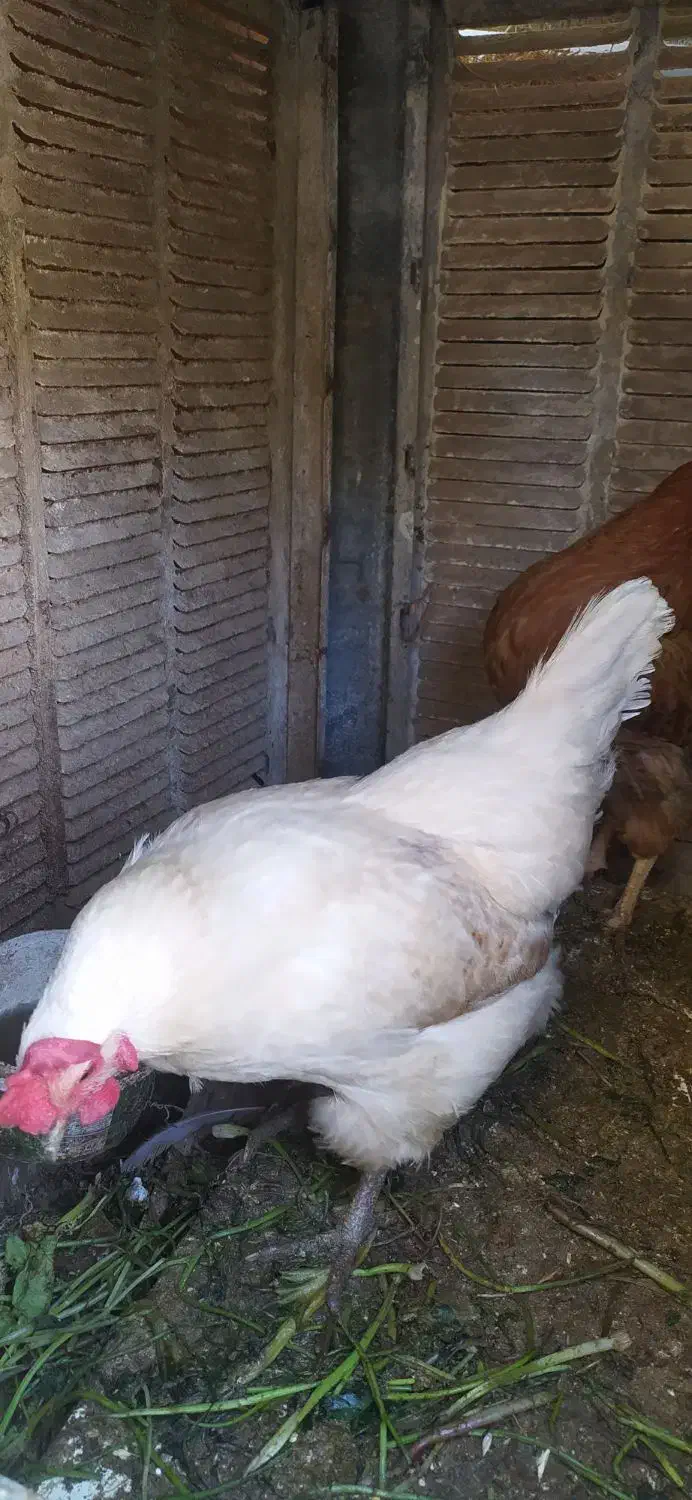 مرغ تخم گذار|حیوانات مزرعه|شاهین‌شهر, خبرنگار|دیوار