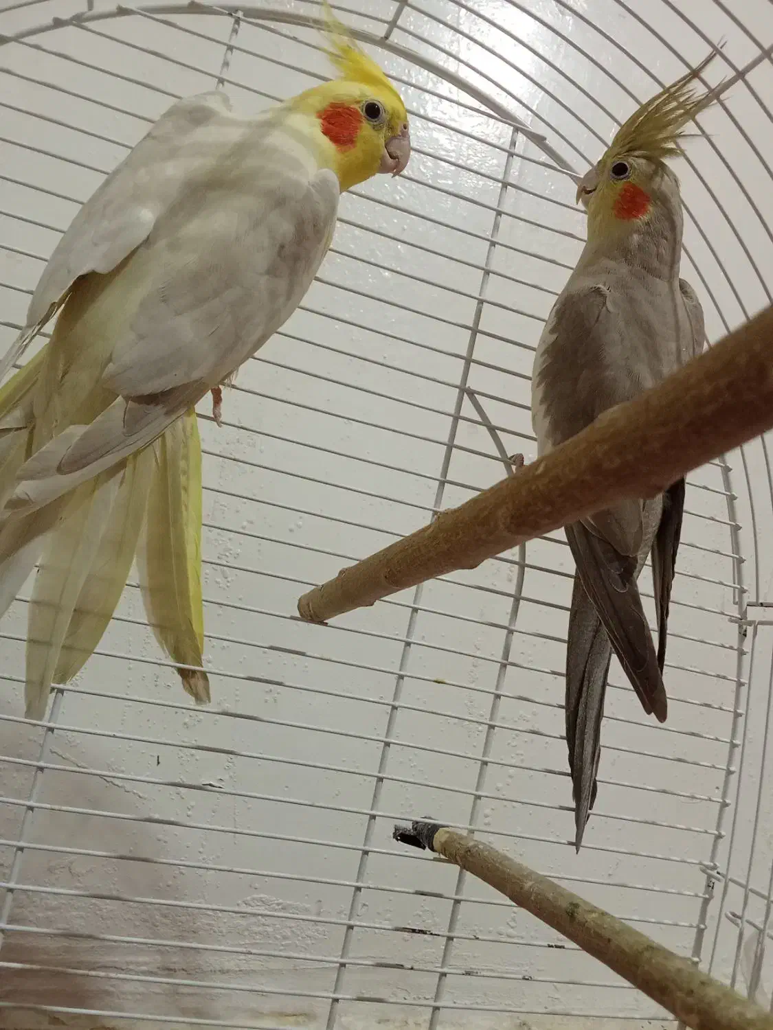 عروس هلندی|پرنده|شوشتر, |دیوار