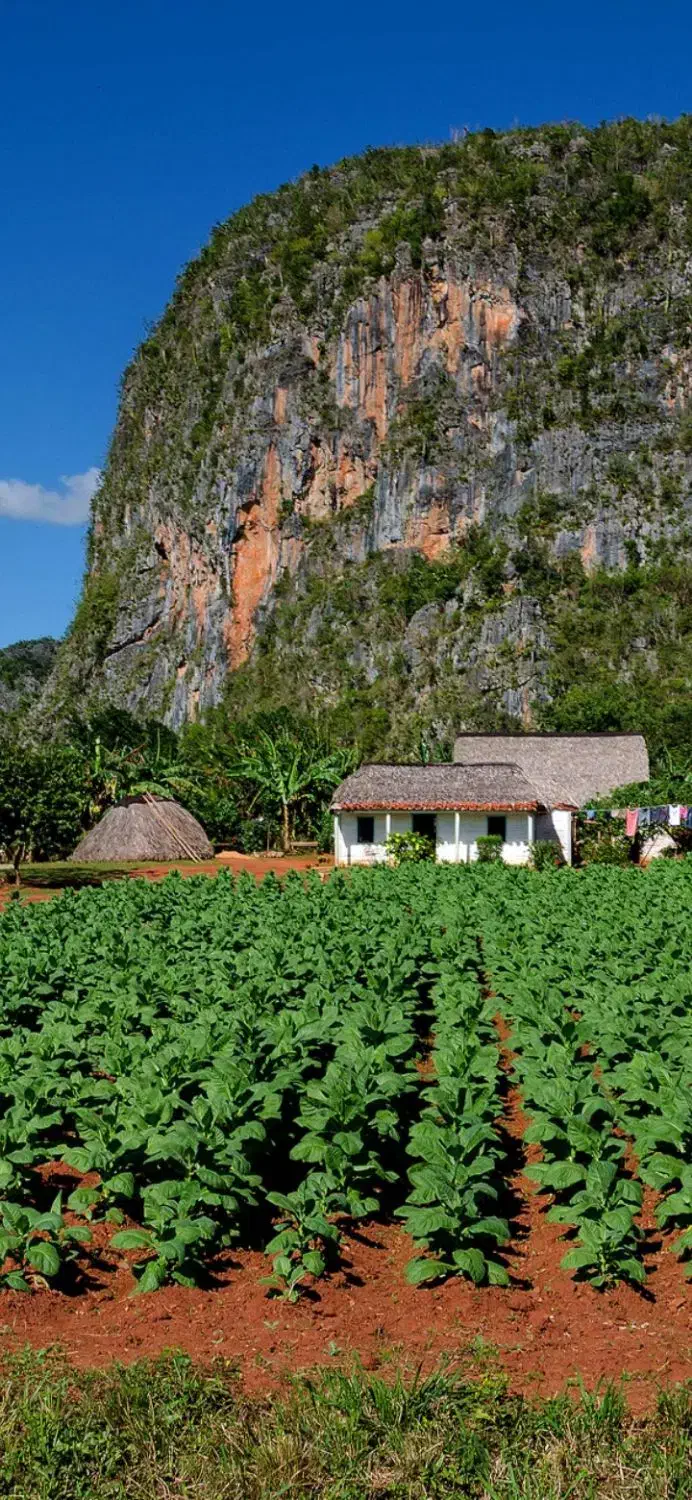 جو آبی|خدمات باغبانی و درختکاری|قیدار, |دیوار