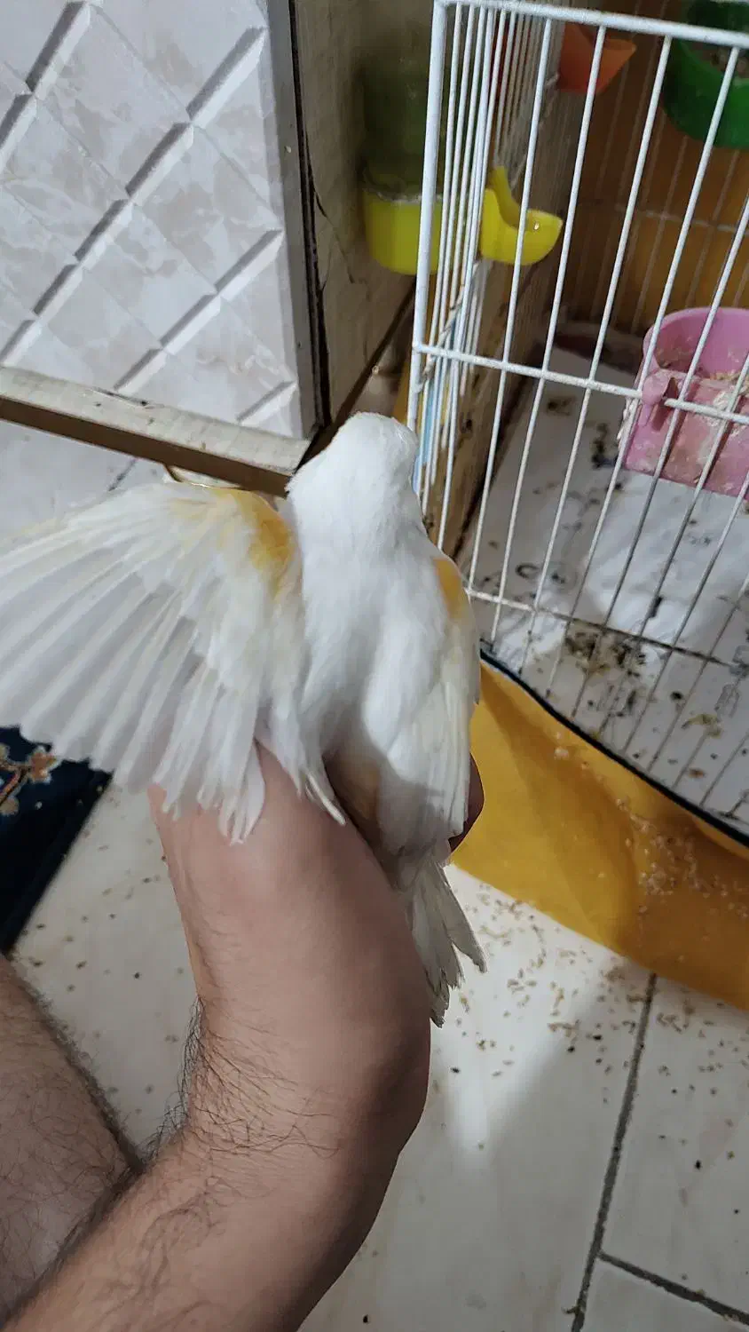 قناری سفید ماده هم قرچک هم پیروزی مترو ابن سینا|پرنده|قرچک, مهدیه|دیوار