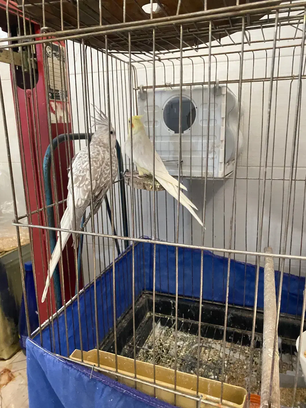 عروس هلندی|پرنده|صحنه, |دیوار