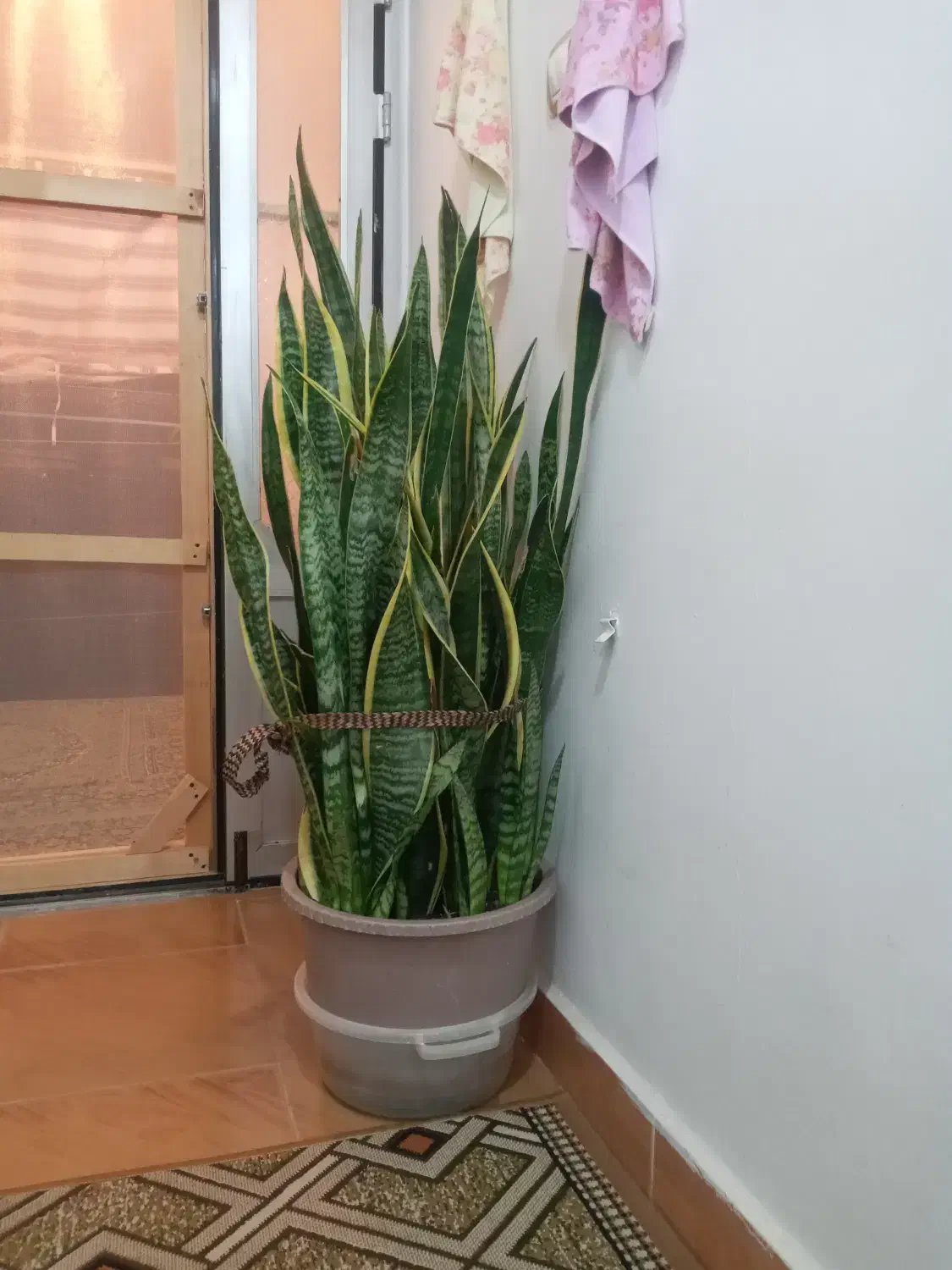 گل سانسوریا|گل و گیاه طبیعی|بندر انزلی, چهارفریضه|دیوار