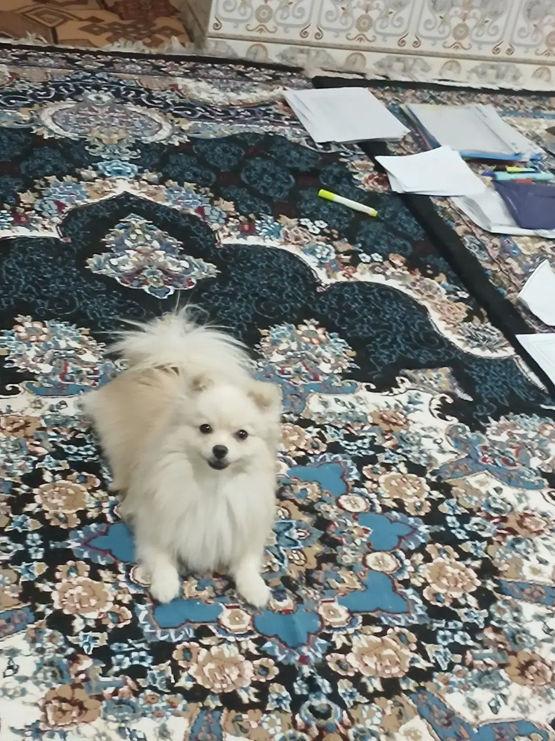 سگ خونگی|سگ|ایرانشهر, |دیوار