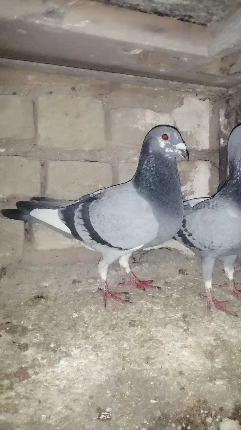 کبوترنروماده|پرنده|تربت‌حیدریه, قائم|دیوار