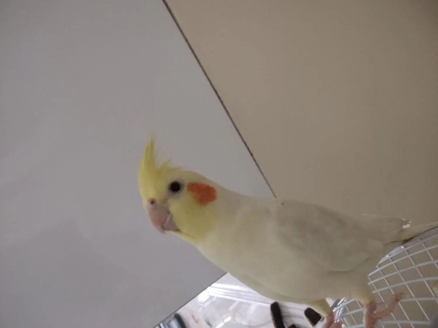 عروس هلندی رام و سخنگو|پرنده|تهران, باشگاه نفت|دیوار