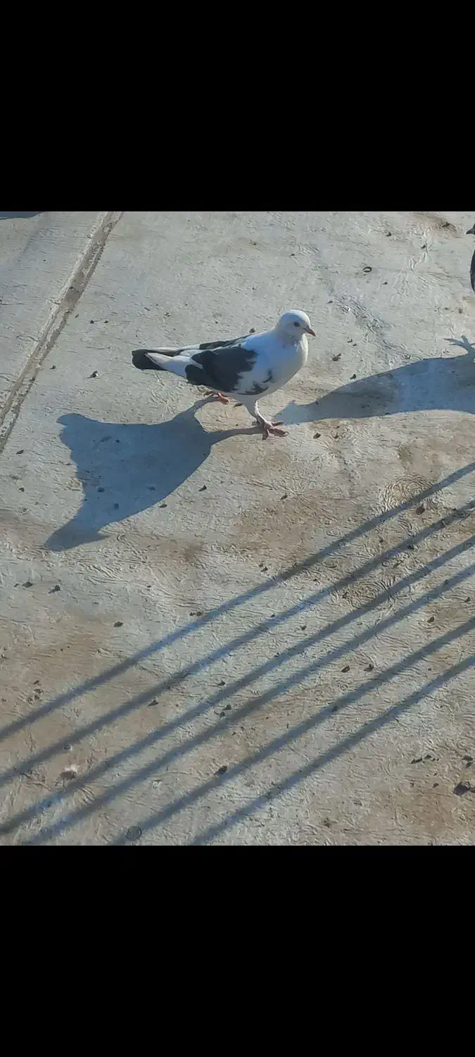 کبوتر|پرنده|پارس‌آباد, |دیوار