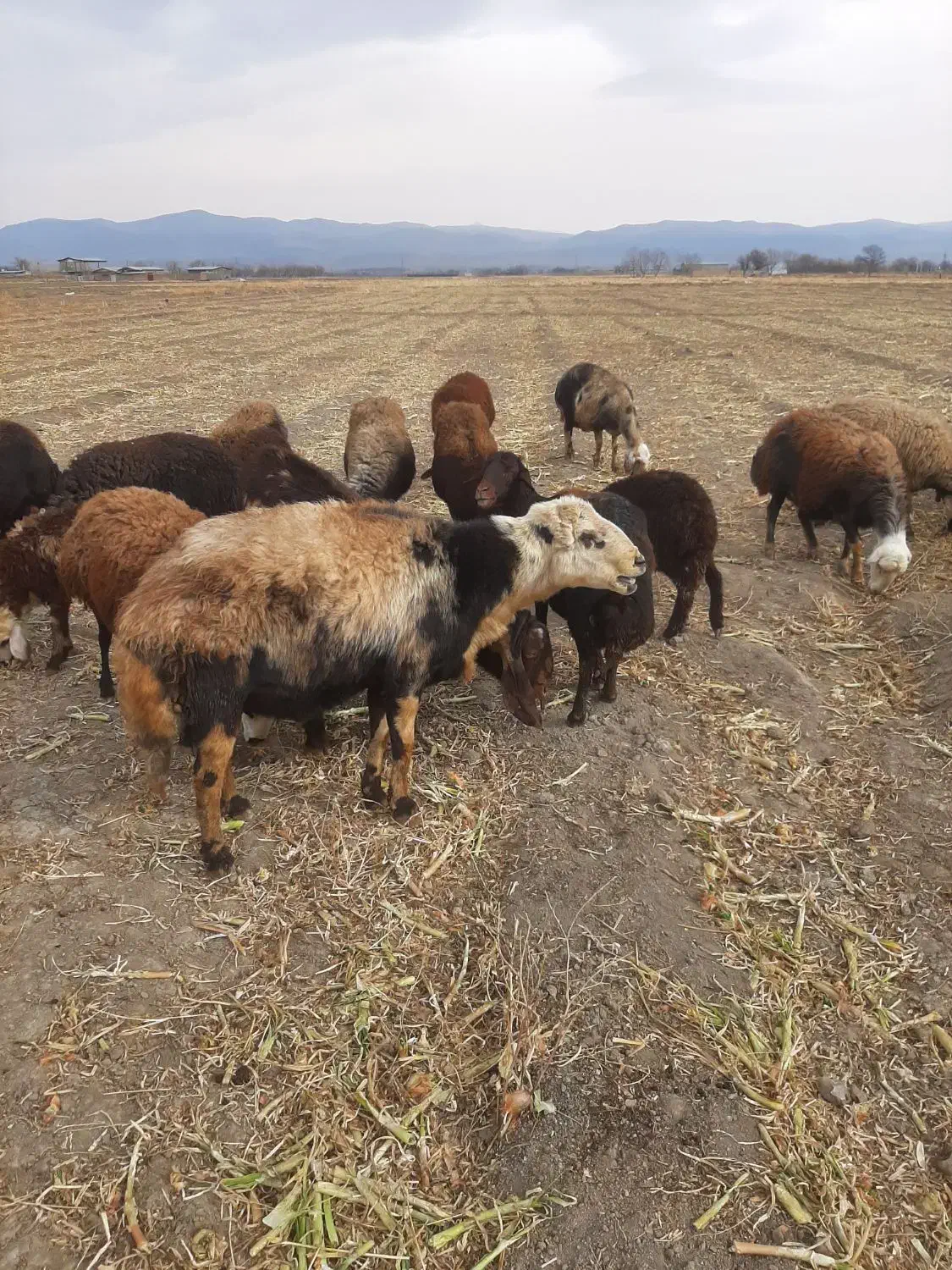 قوچ|حیوانات مزرعه|سیلاخور, |دیوار