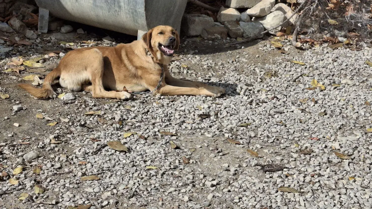 سگ سرابی|سگ|خرم‌آباد, |دیوار