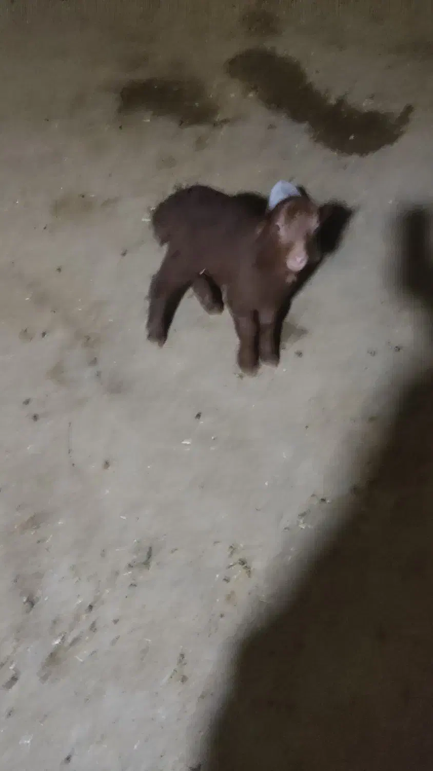 بره نر|حیوانات مزرعه|کرمانشاه, |دیوار