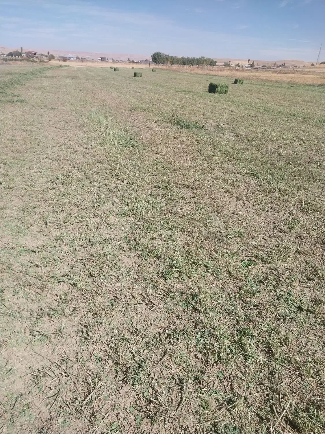 یونجه خالص درجه یک|خدمات باغبانی و درختکاری|بیجار, |دیوار