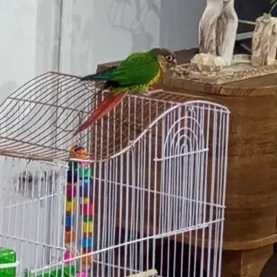 طوطی گرینچیک اهلی|پرنده|عجب شیر, |دیوار