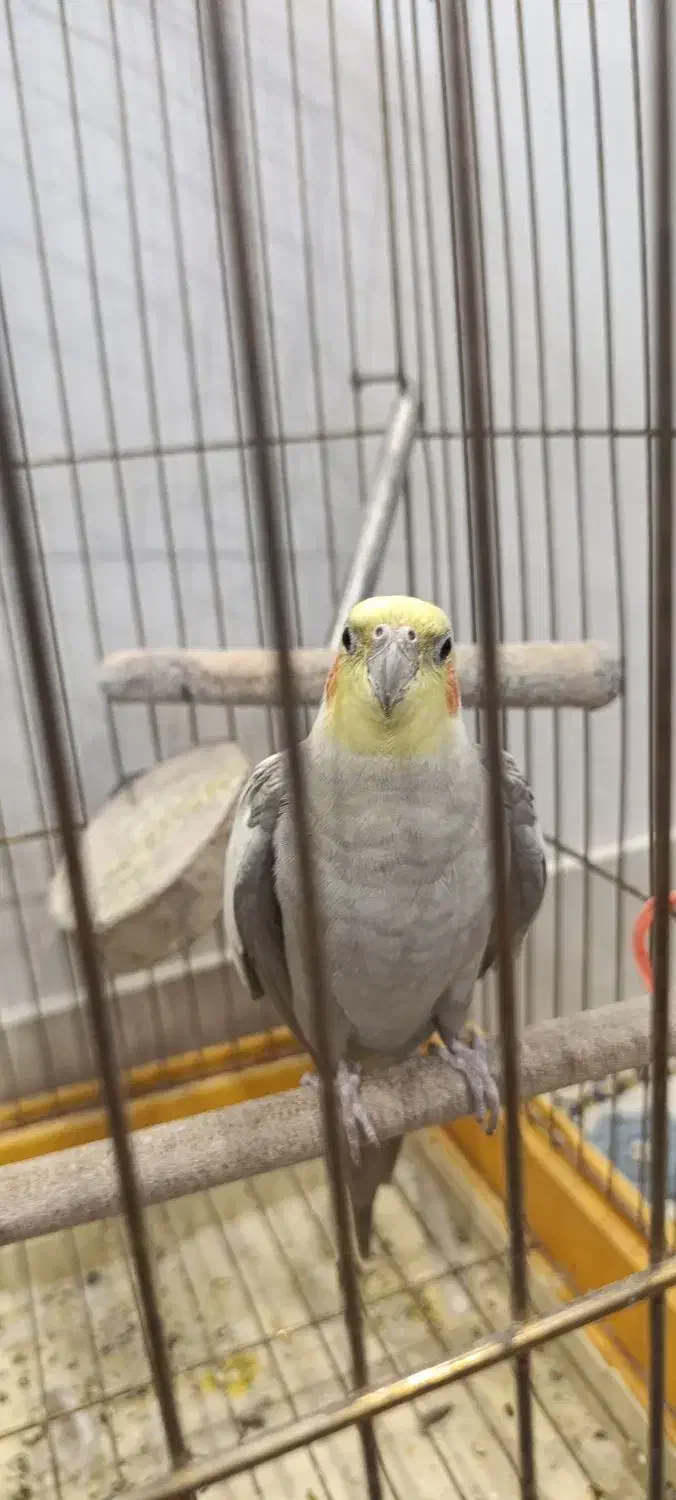 عروس هلندی|پرنده|تاکستان, |دیوار