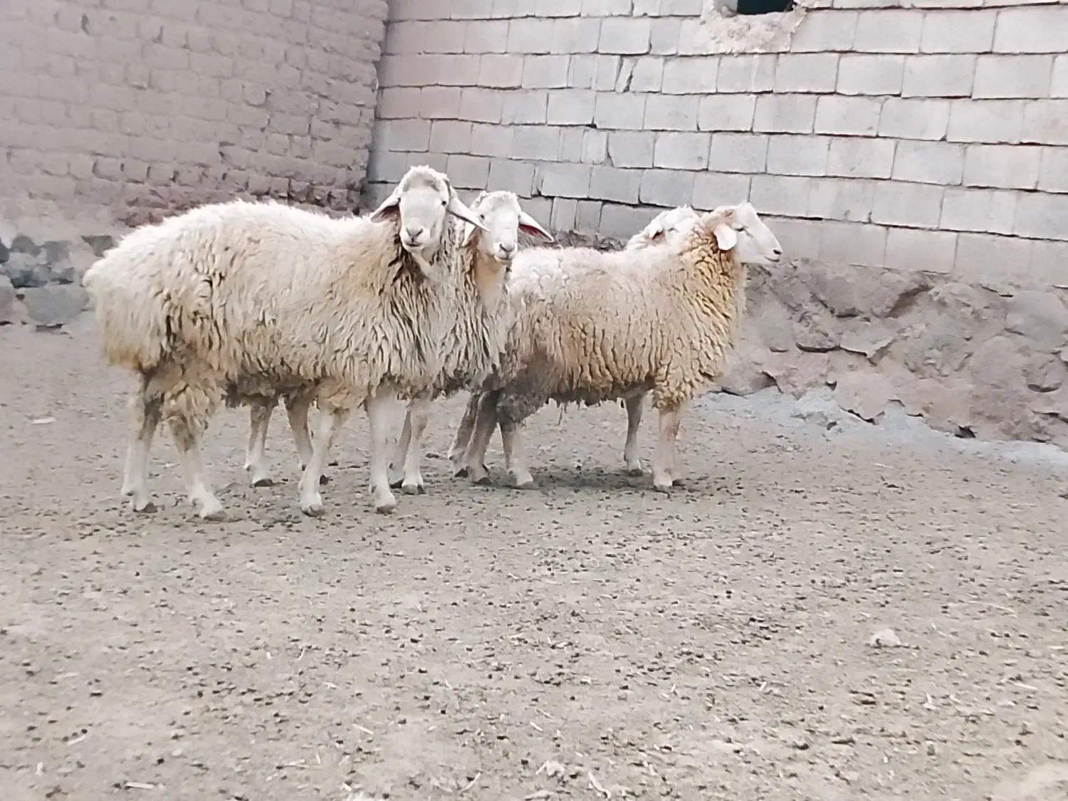 قوچ جوان اصل مغانی|حیوانات مزرعه|مرادلو, |دیوار