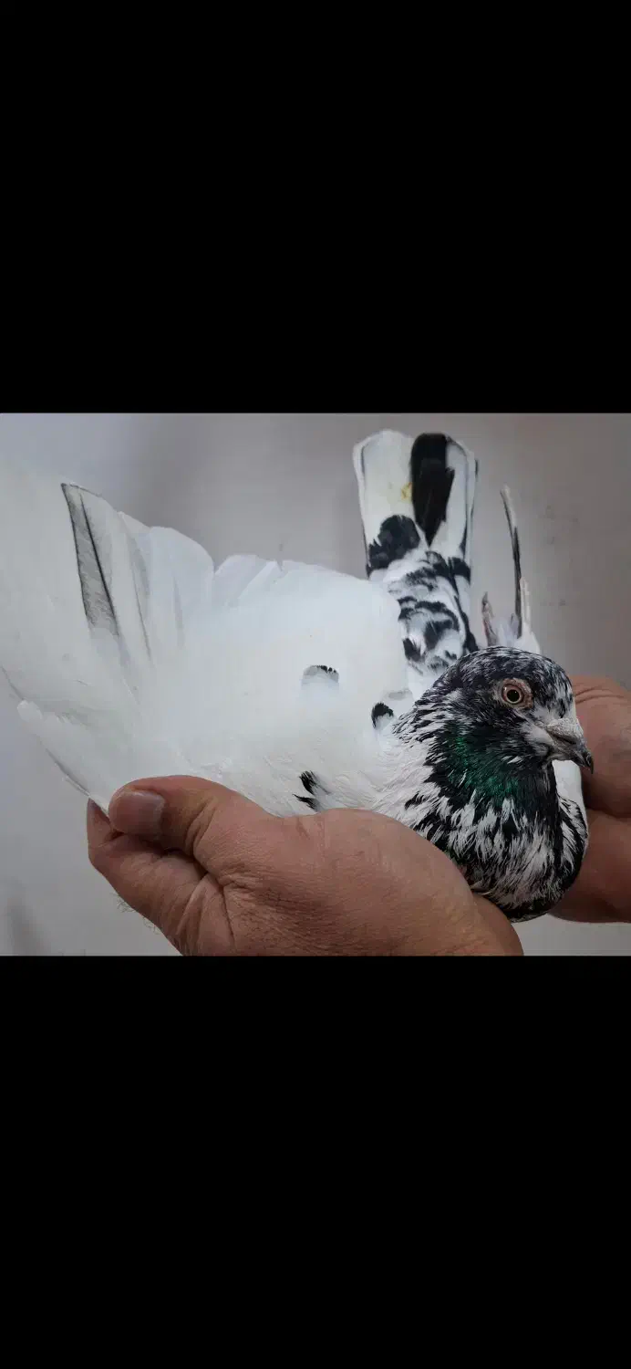 کبوتر غریب کله آبی|پرنده|بندر انزلی, کارآموزی|دیوار