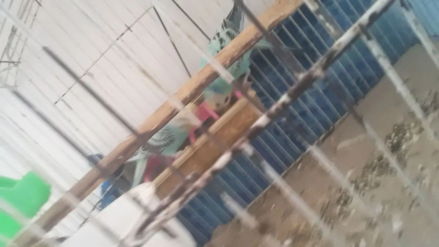 جفت مرغ عشق حالی|پرنده|زابل, |دیوار