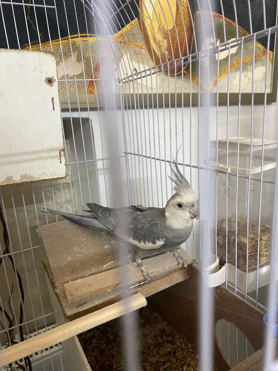 عروس هلندی|پرنده|مشهد, یاس|دیوار