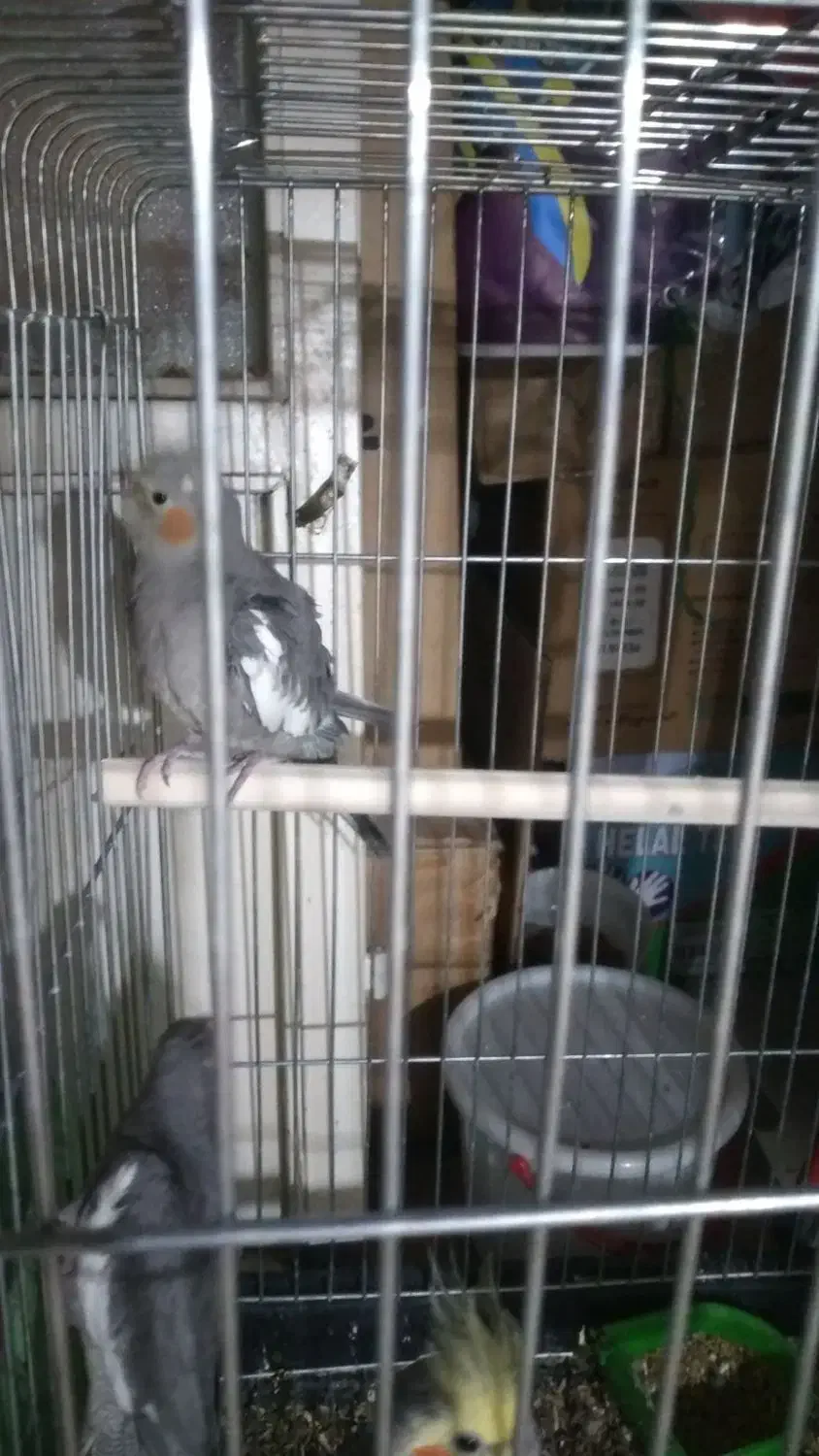 فروش عروس هلندی|پرنده|تهران, جلیلی|دیوار