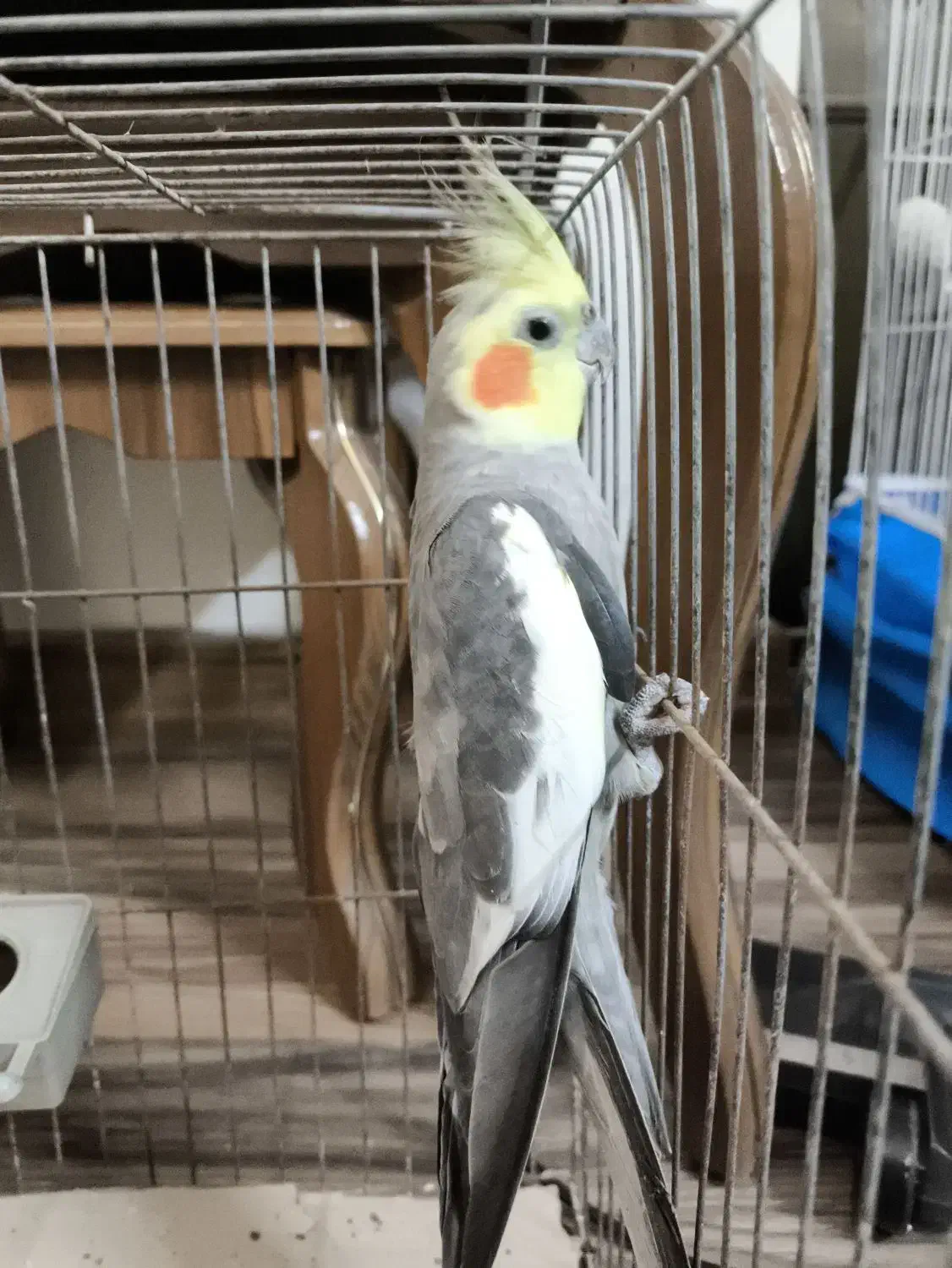 عروس هلندی|پرنده|املش, |دیوار