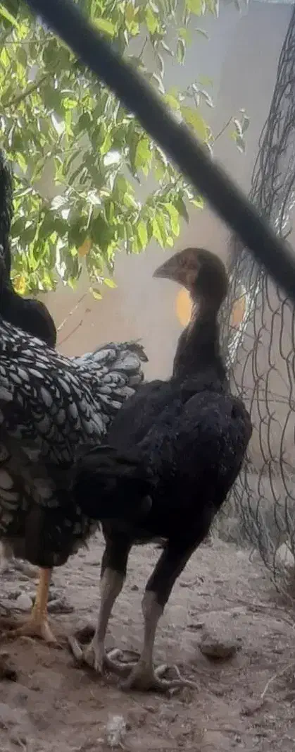 مرغ و خروس رسمی و لاری اصیل|حیوانات مزرعه|مشهد, توس (بلوار توس)|دیوار