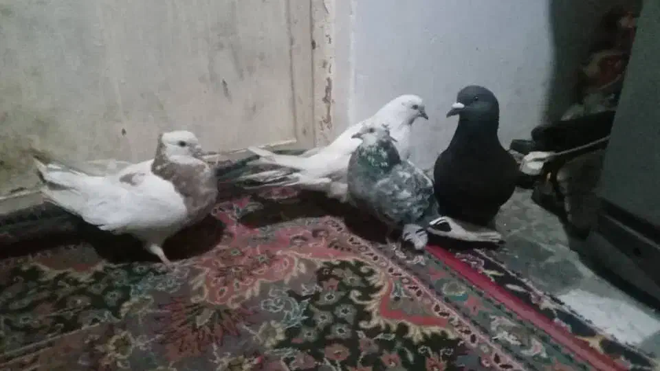 کبوتر دورک تک پر رنگی طوقی|پرنده|رامیان, |دیوار