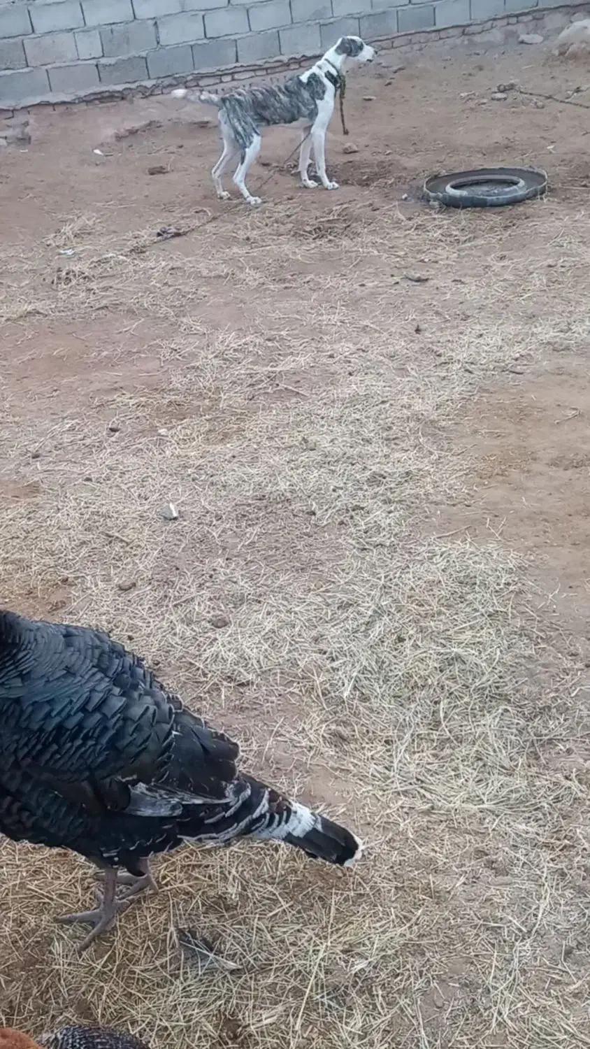 حیوان|سگ|سرخس, |دیوار