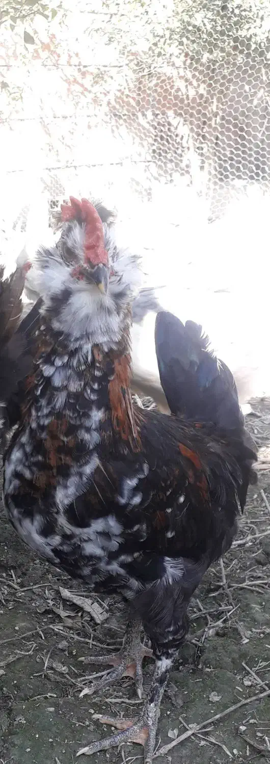 نیمچه گلین ،فول ریش و کاکل|حیوانات مزرعه|گرگان, |دیوار