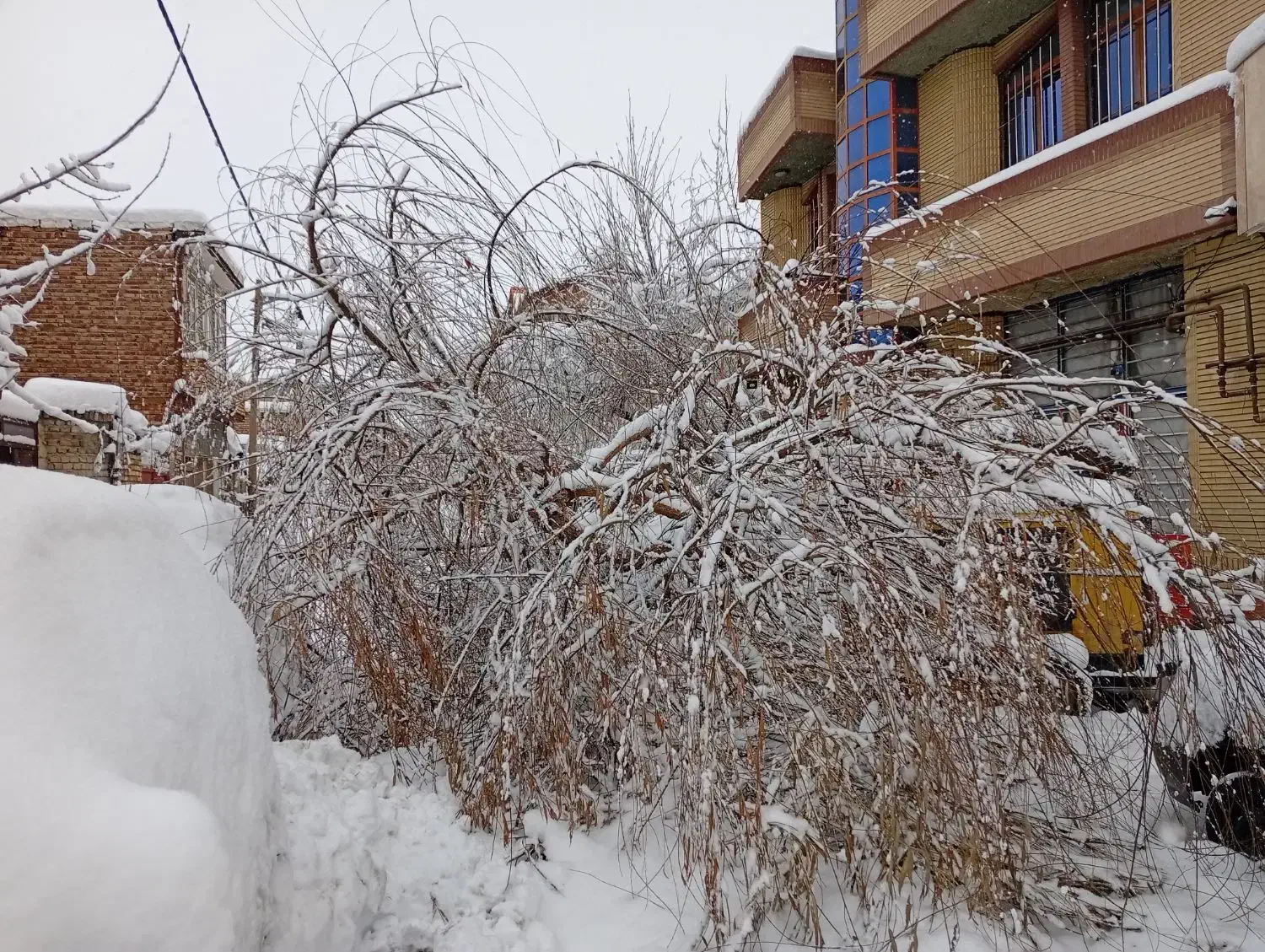 حرس کار|خدمات باغبانی و درختکاری|ارومیه, |دیوار