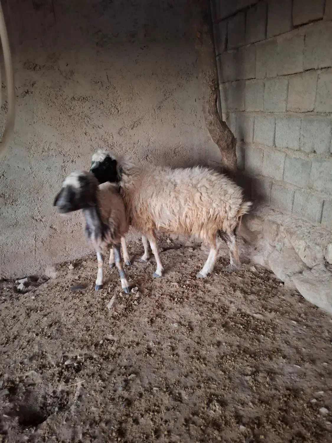 دو راس گوسفند جوان|حیوانات مزرعه|بولی, |دیوار