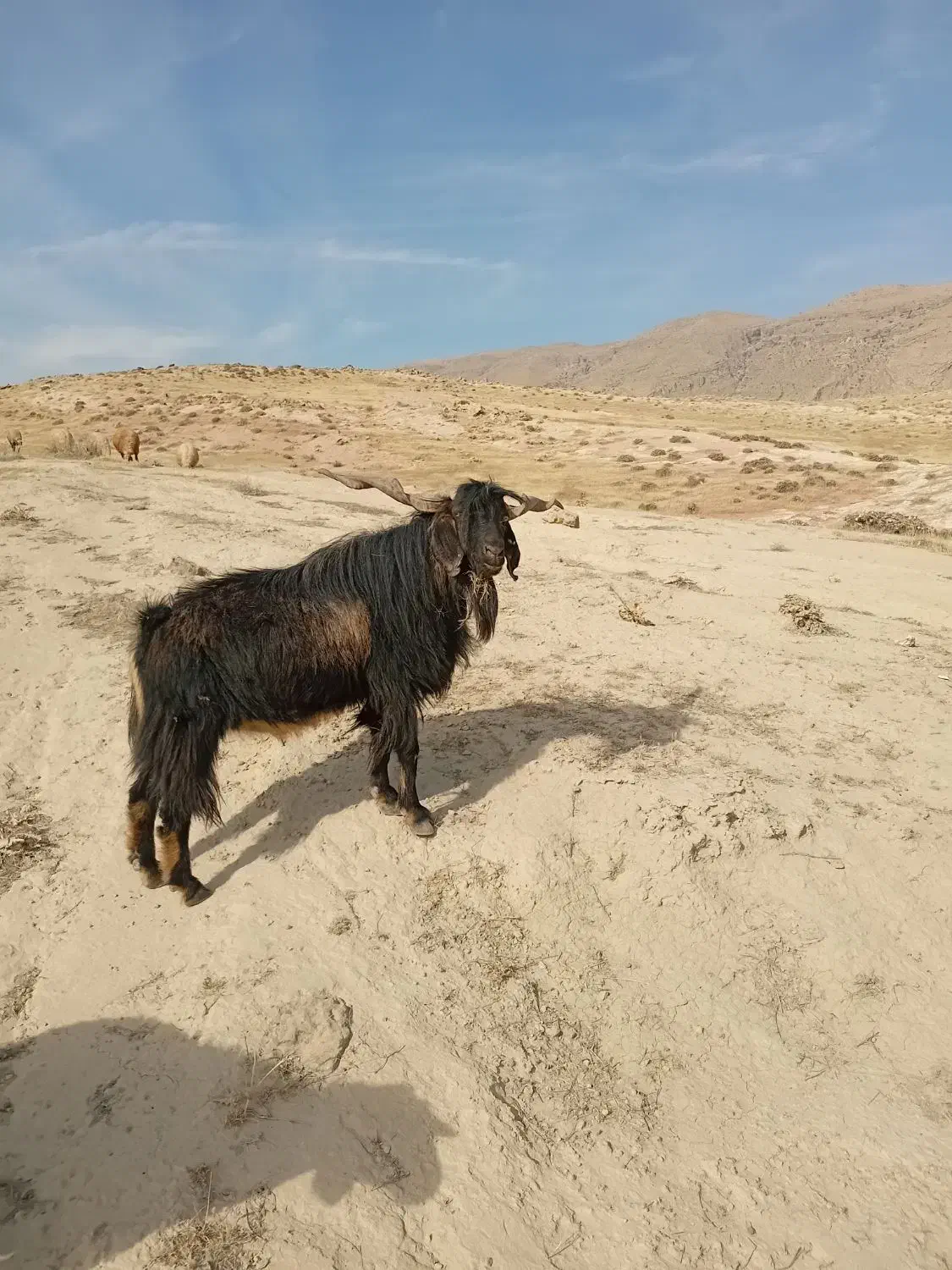 فروشی|حیوانات مزرعه|پلدختر, |دیوار